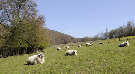 Schafweide