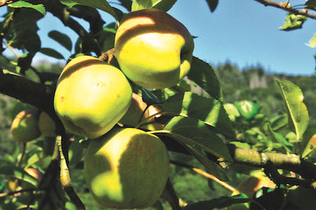 Äpfel