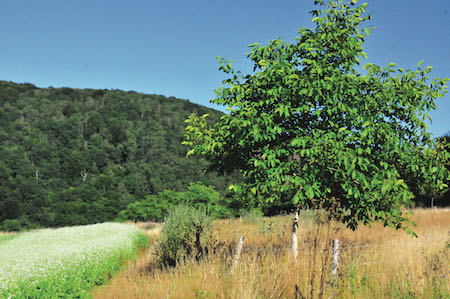 Baum