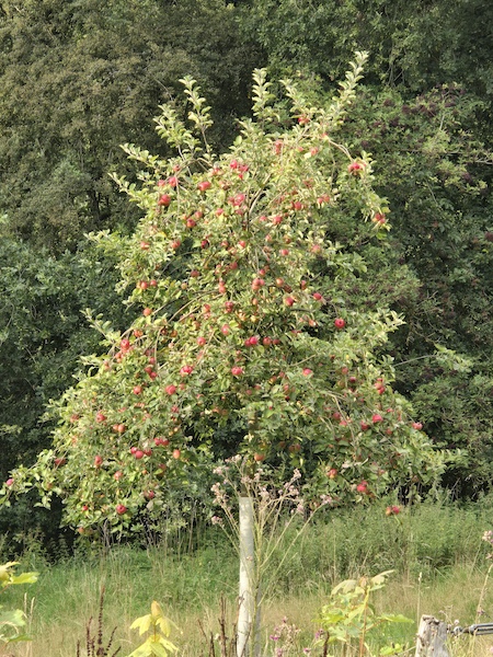 Sommerapfel