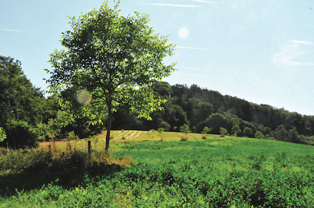 Allee Wallnuss